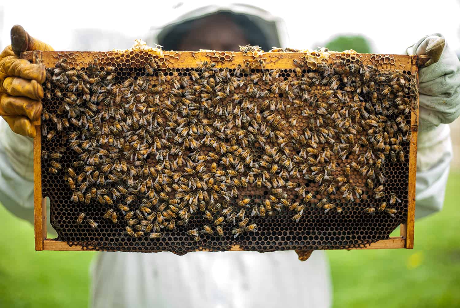 One of many easiest methods to Begin a Beehive * Huge Weblog of Gardening