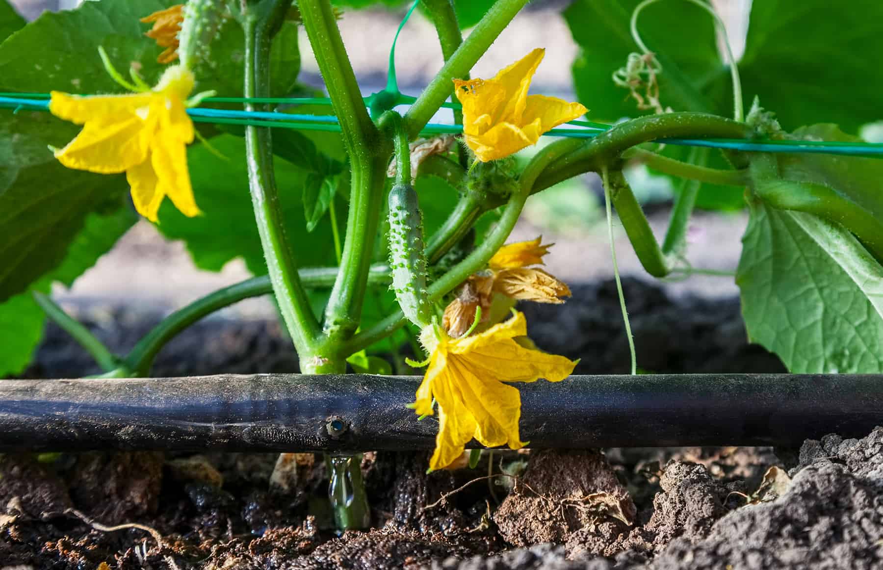 Drip Irrigation Fundamentals (with Movement photos) * Giant Weblog of Gardening