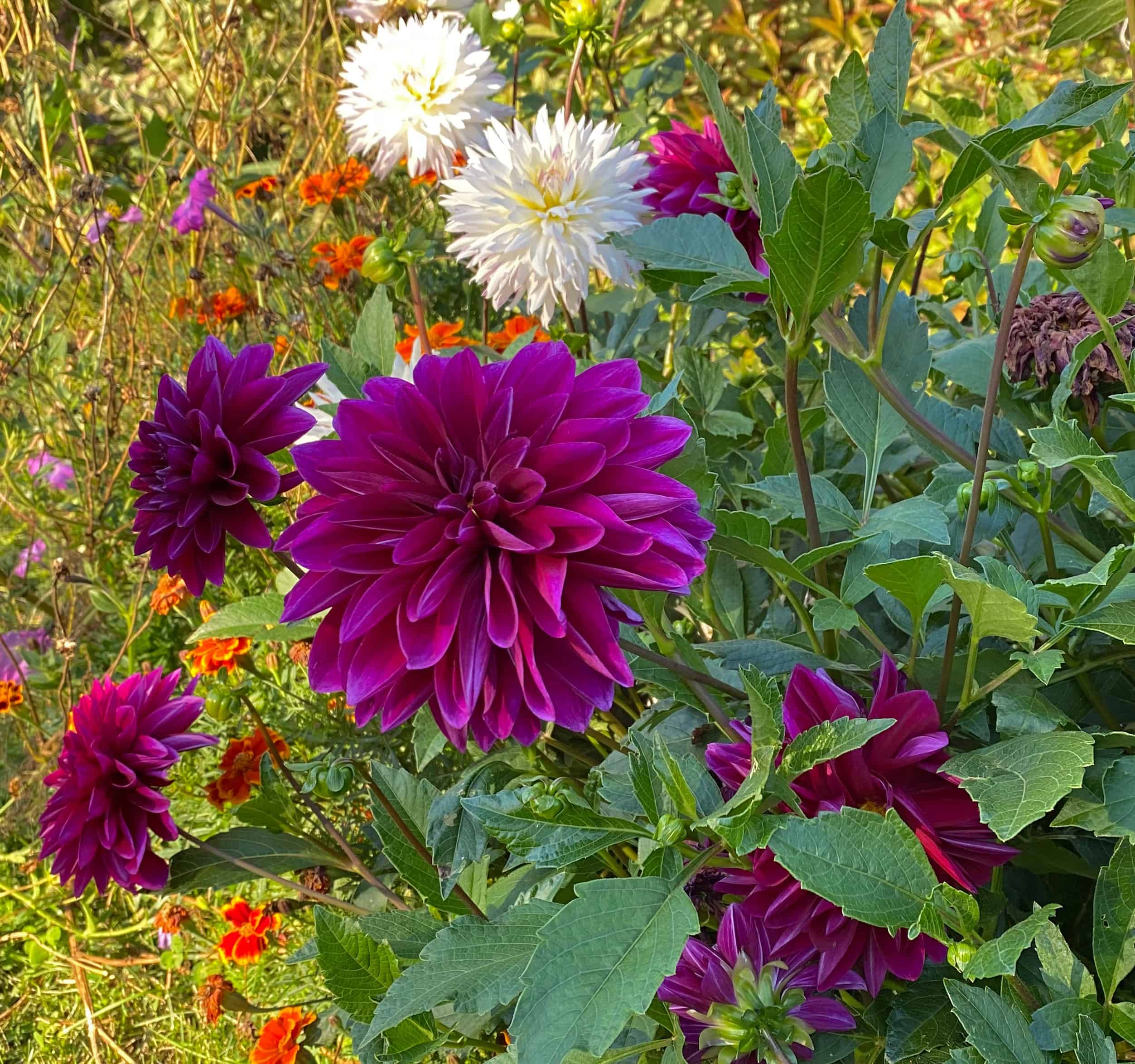 The 4 Greatest Showstopper Summer season season Blooms For Your Yard * Huge Weblog of Gardening