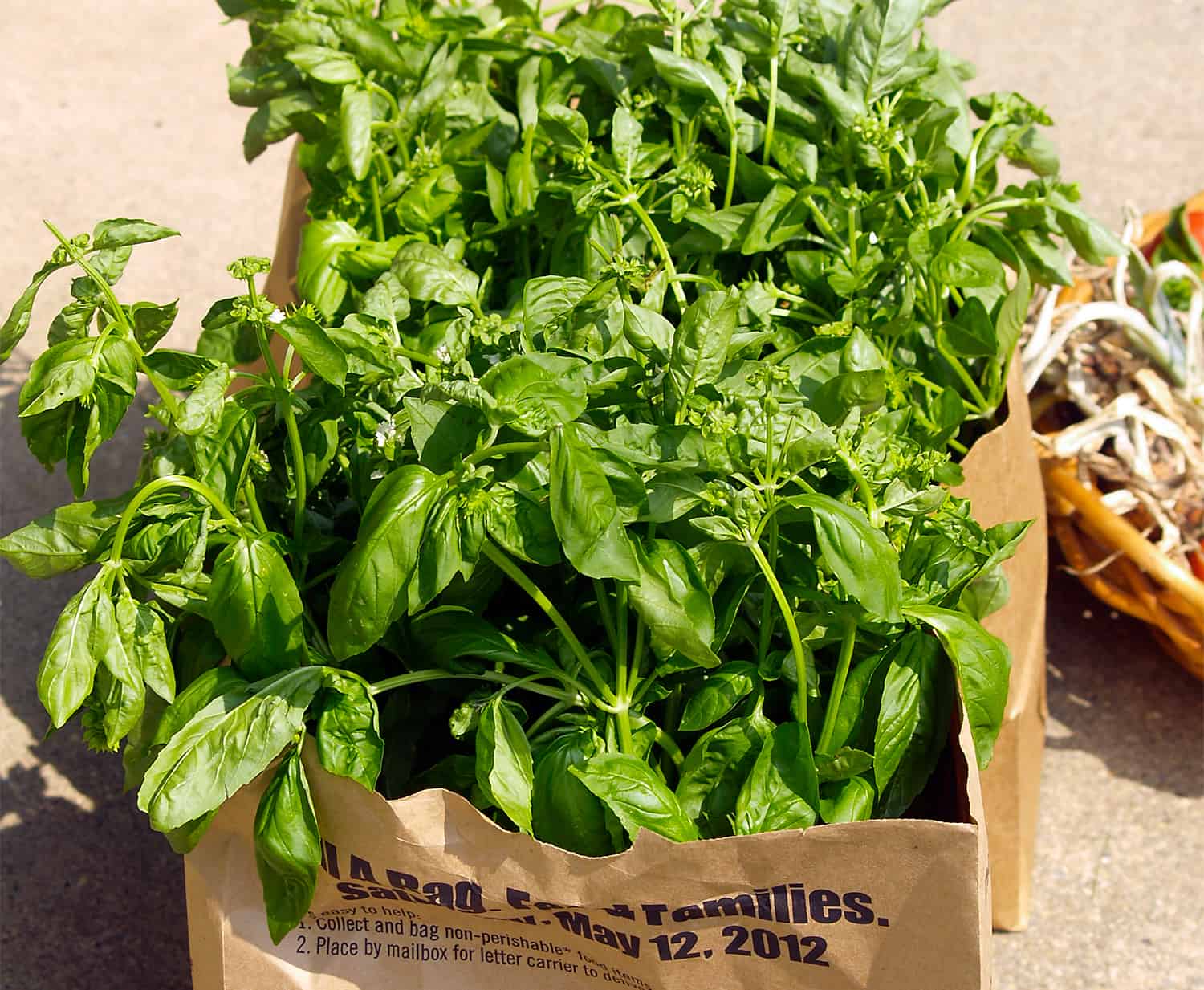 The proper technique to Develop Basil * Enormous Weblog of Gardening