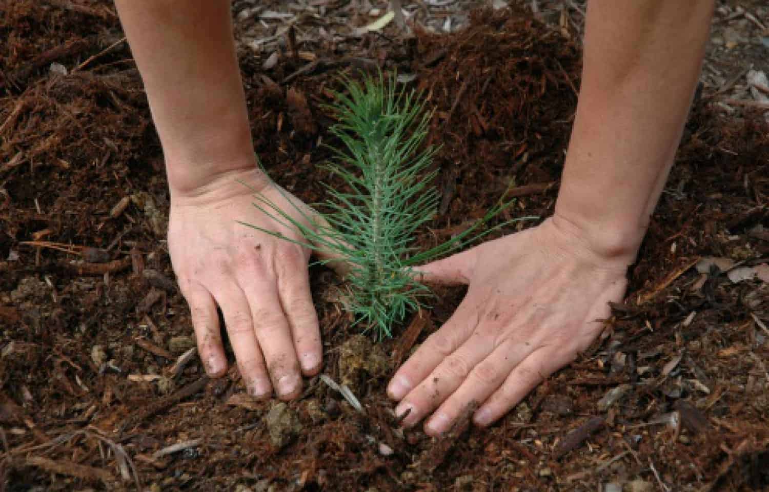 Bulk Tree Seedlings For Planting Giant Areas * Giant Weblog of Gardening