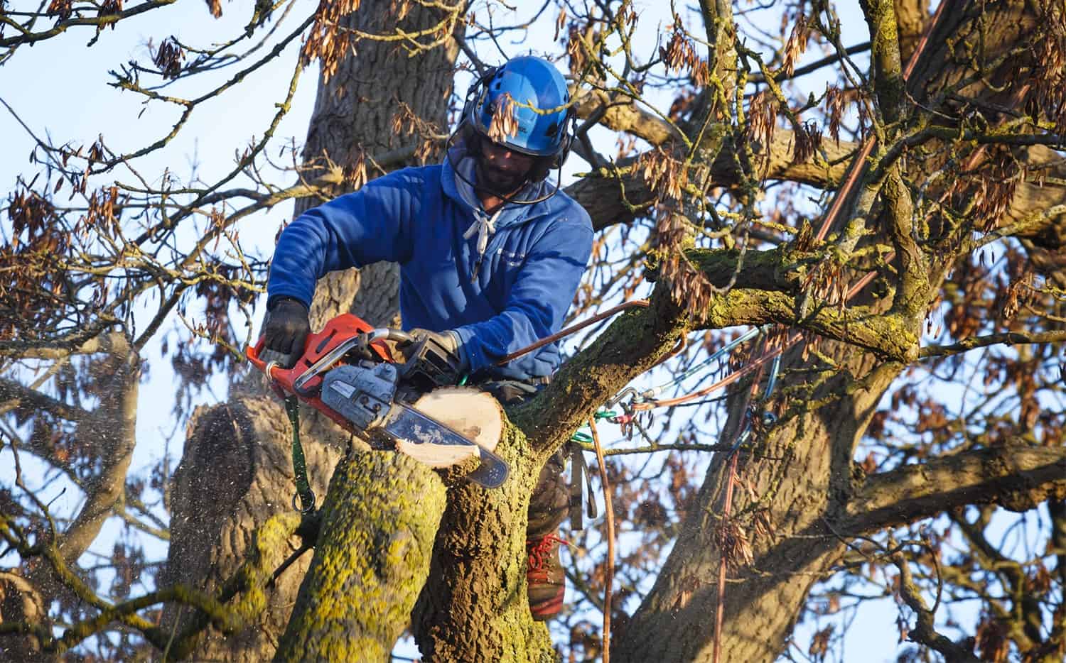 How To Safely In the reduction of Down a Large Tree * Large Weblog of Gardening