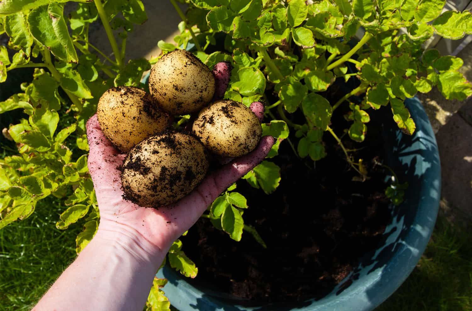 How one can Develop Potatoes in Containers * Huge Weblog of Gardening