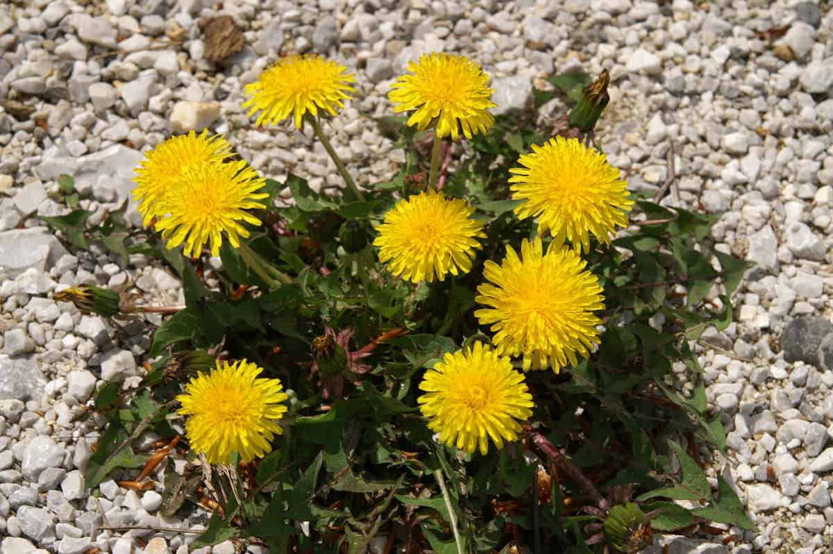 Do You Really Ought to Take away Dandelions? * Massive Weblog of Gardening