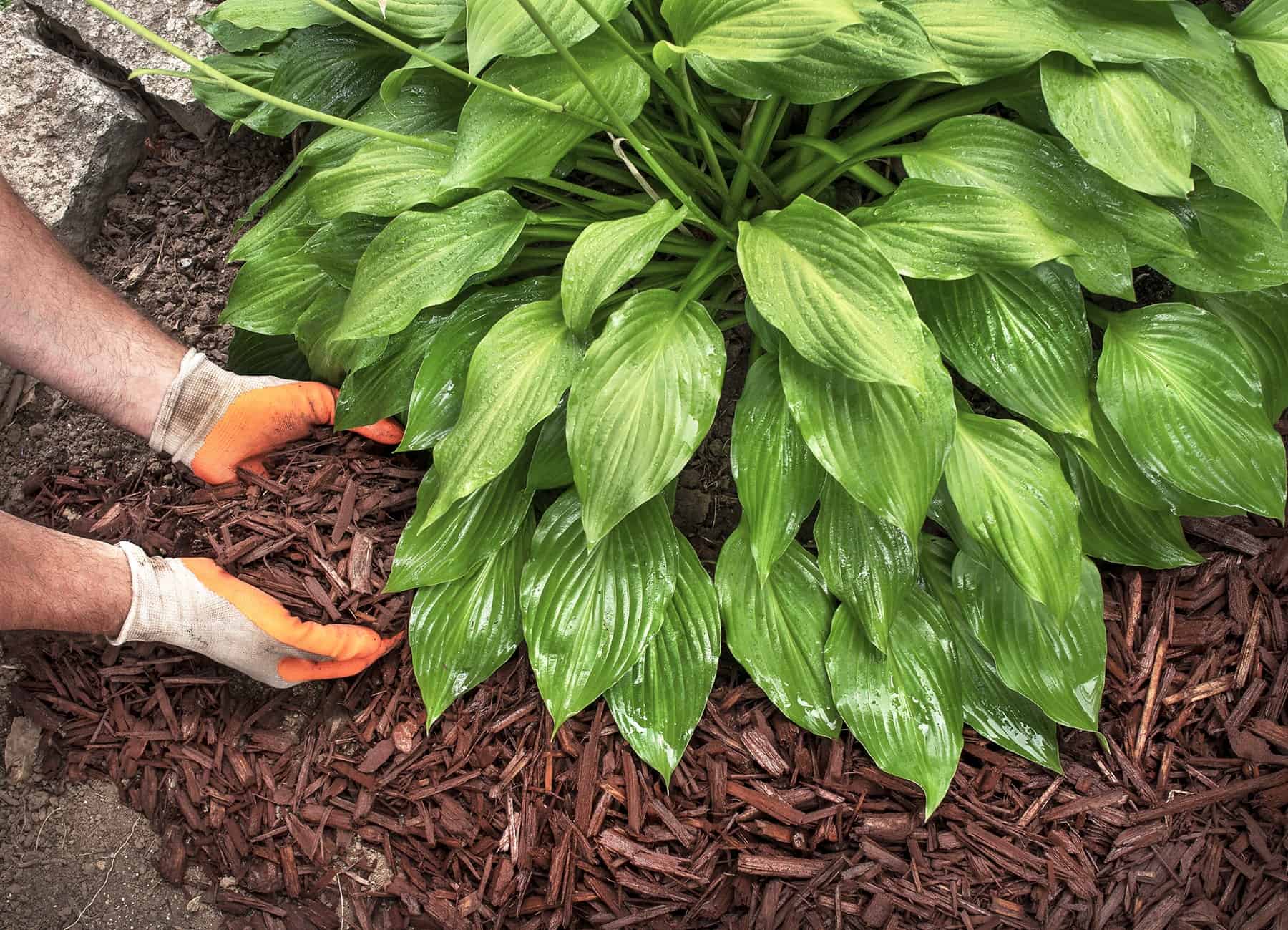 You could be Maybe Mulching All Incorrect. How To Do It Appropriate. * Large Weblog of Gardening