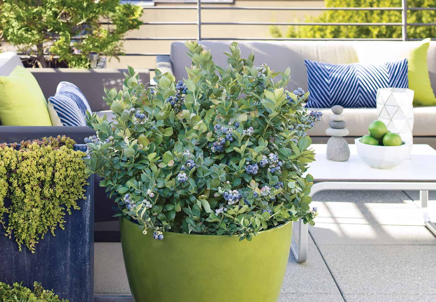 Winter Maintain Container Blueberries * Big Weblog of Gardening