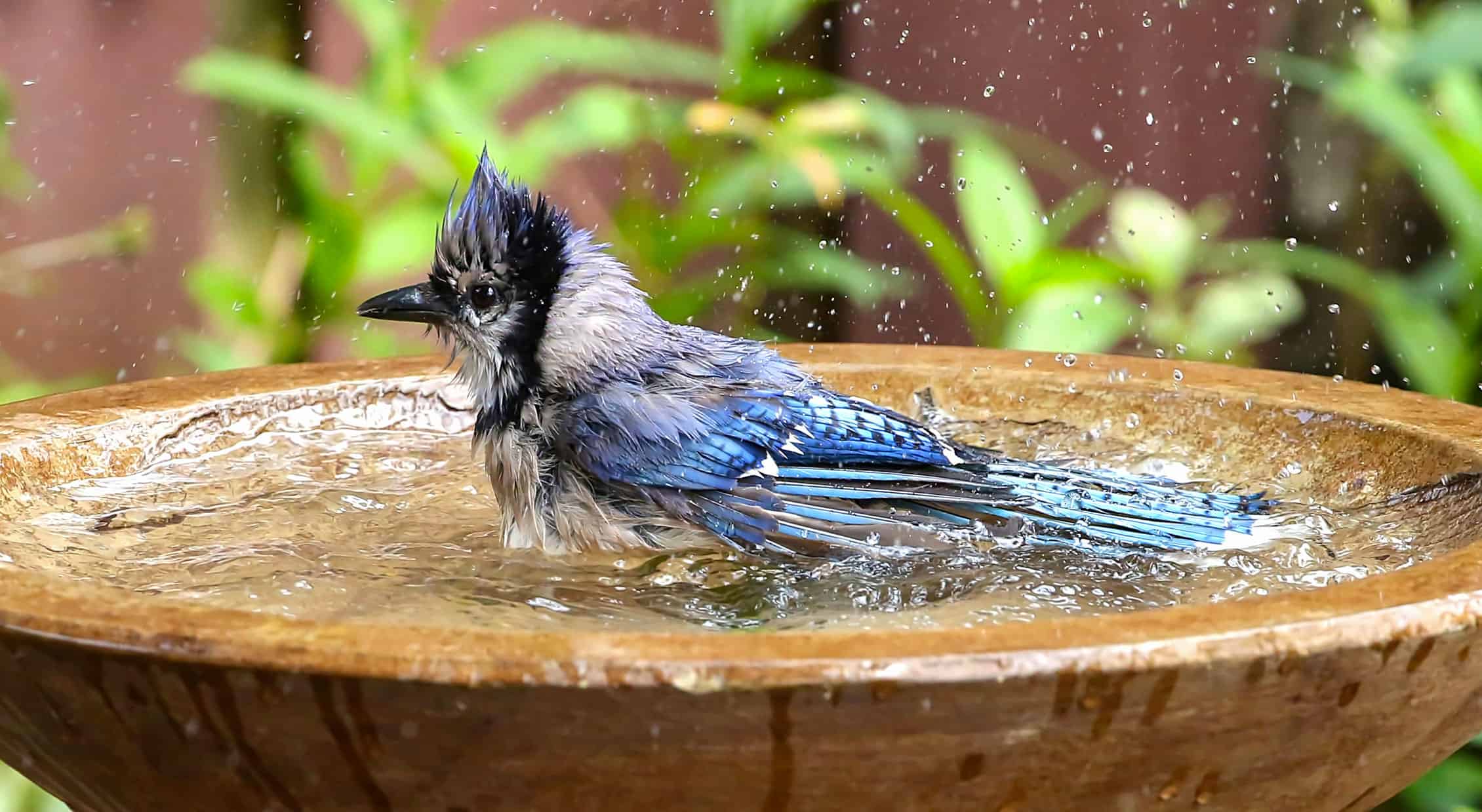 How To Attraction to Birds to Birdbaths * Giant Weblog of Gardening