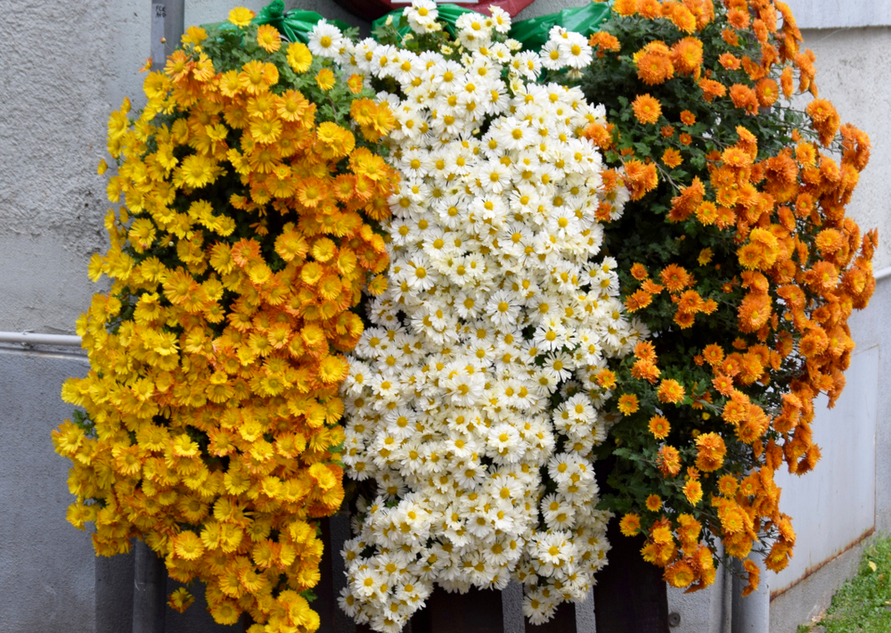 Largest Decisions for Cascading Flowers in Window Containers * Massive Weblog of Gardening