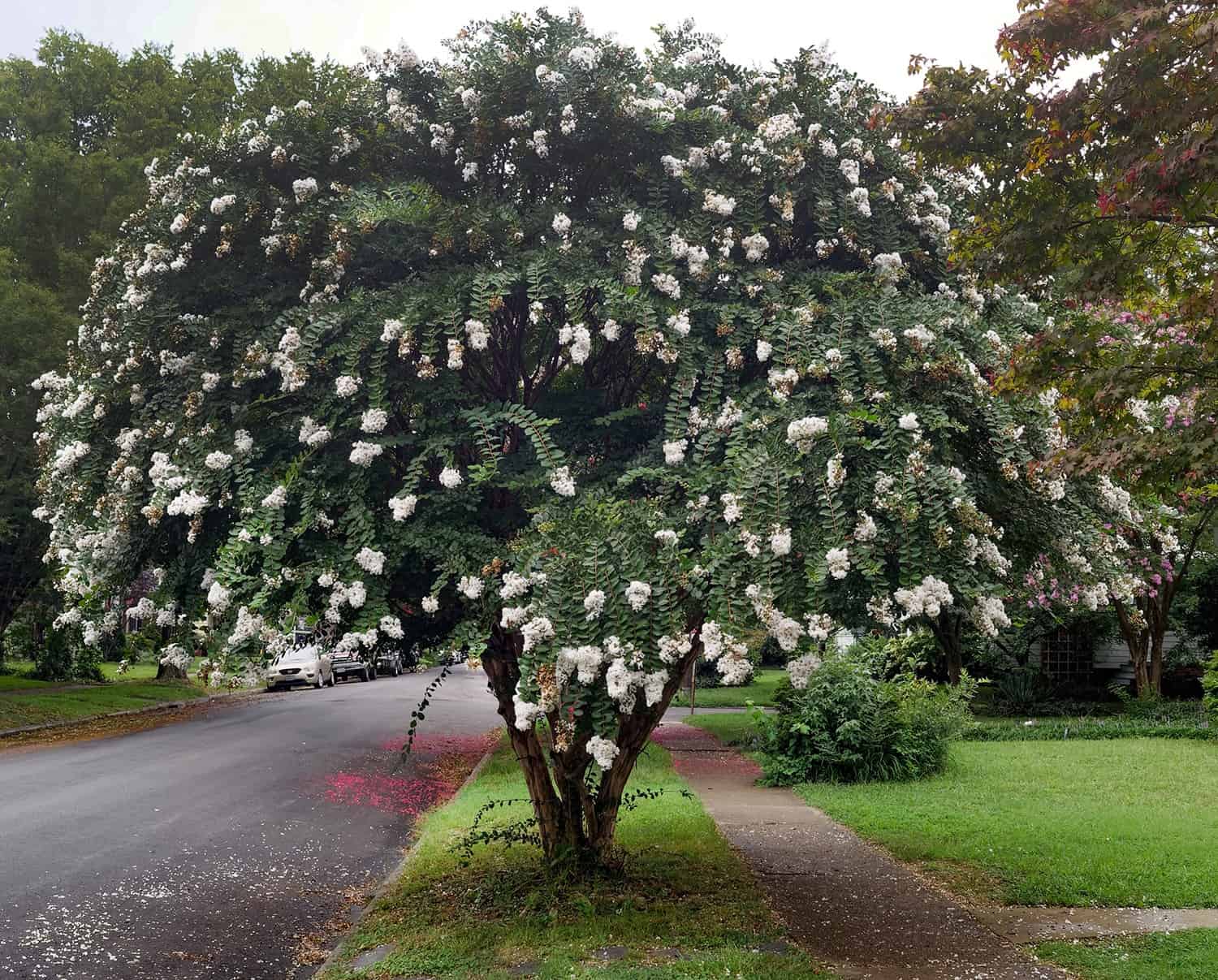 Is It a Small Tree or a Monumental Shrub? The Distinction Would possibly Not Be Apparent. * Monumental Weblog of Gardening