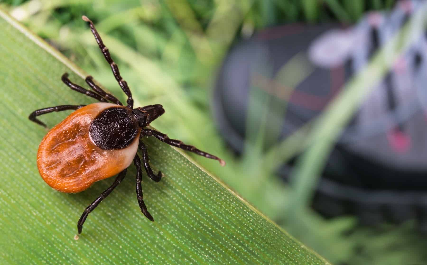 The best solution to Keep away from Tick Bites (From Somebody Who Nearly Died of Lyme Illness) * Giant Weblog of Gardening