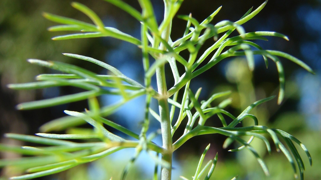 Close-up of fresh dill plant.