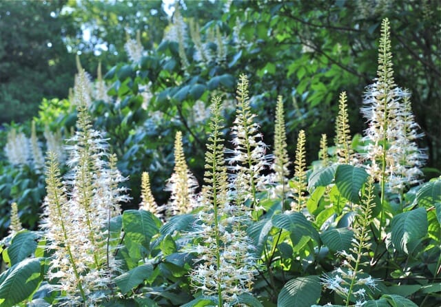 aesculus-parviflora-blooms