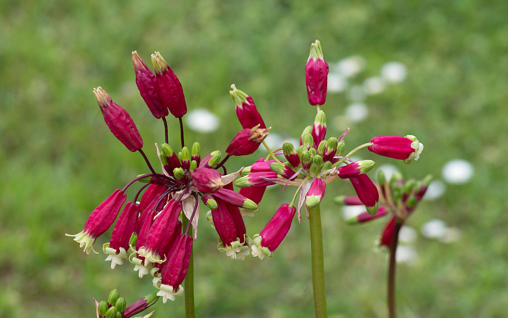 looking for flower bulbs, with ken druse