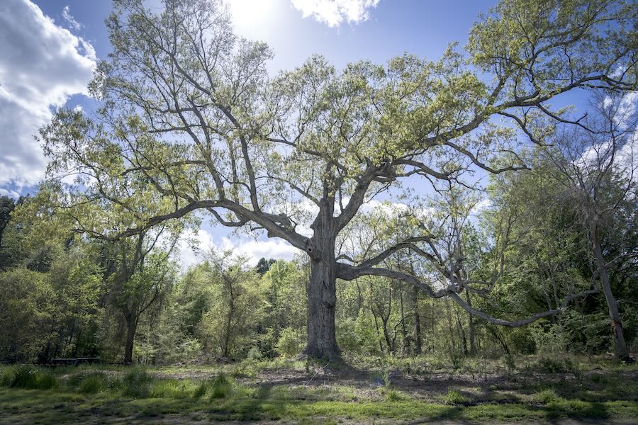 supporting our timber, all their lives prolonged, with basil camu